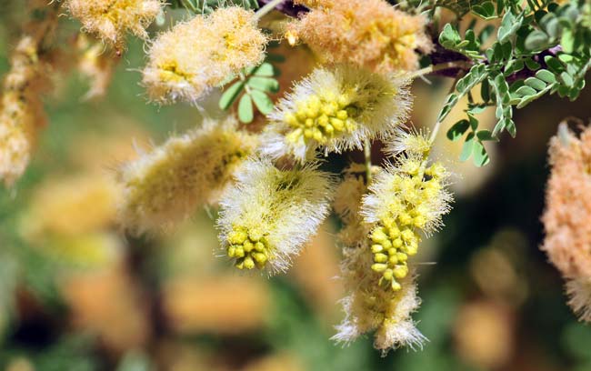 Flowers; Acacia greggii, Catclaw Acacia, Southwest Desert Flora Acacia greggii, Catclaw Acacia, Southwest Desert Flora